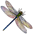 Green Darner dragonfly
