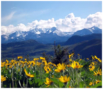 Flowers and mountains