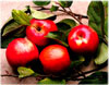 image of red apples