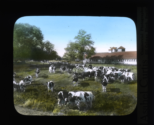 Dairy herd and dairy barn in the Yakima Valley by Asahel Curtis. Conservation Department, Planning and Development Division, Lantern Slide Shows, 1908-1939, Washington State Archives, Digital Archives.