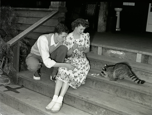 Feeding a raccoon, circa 1940. The Washington State Archives would like to remind you not to feed the raccoons. Progress Commission Photographs, 1937-1945; Washington State Archives, Digital Archives