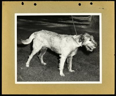 Record Image Thumbnail